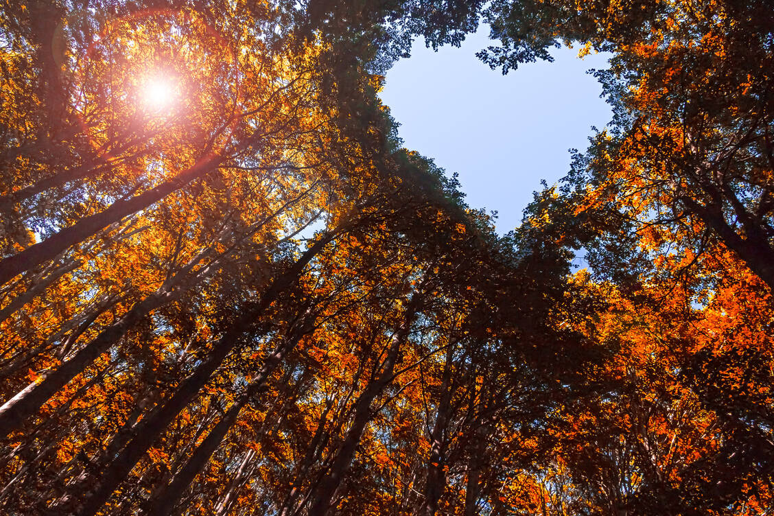 Ein Herbstspaziergang im Wald erfrischt Körper und Geist.  / Foto: Adobe Stock/J.M. Image Factory