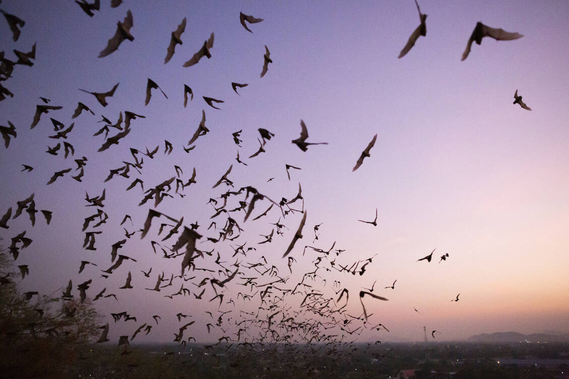 Die schwarzen Silhouetten von Fledermäusen in der Dämmerung sind manchen Leuten unheimlich. Deshalb und auch weil Fledermäuse mit Vampiren assoziiert werden, sind sie ein Symbol für Halloween. / Foto: Bloomberg Creative