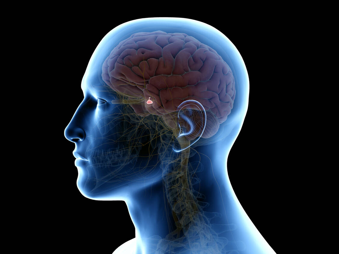 Die Hirnanhangsdrüse (Hypophyse) ist ein wichtiger Regulator des Hormonhaushalts.  / Foto: Adobe Stock/SciePro