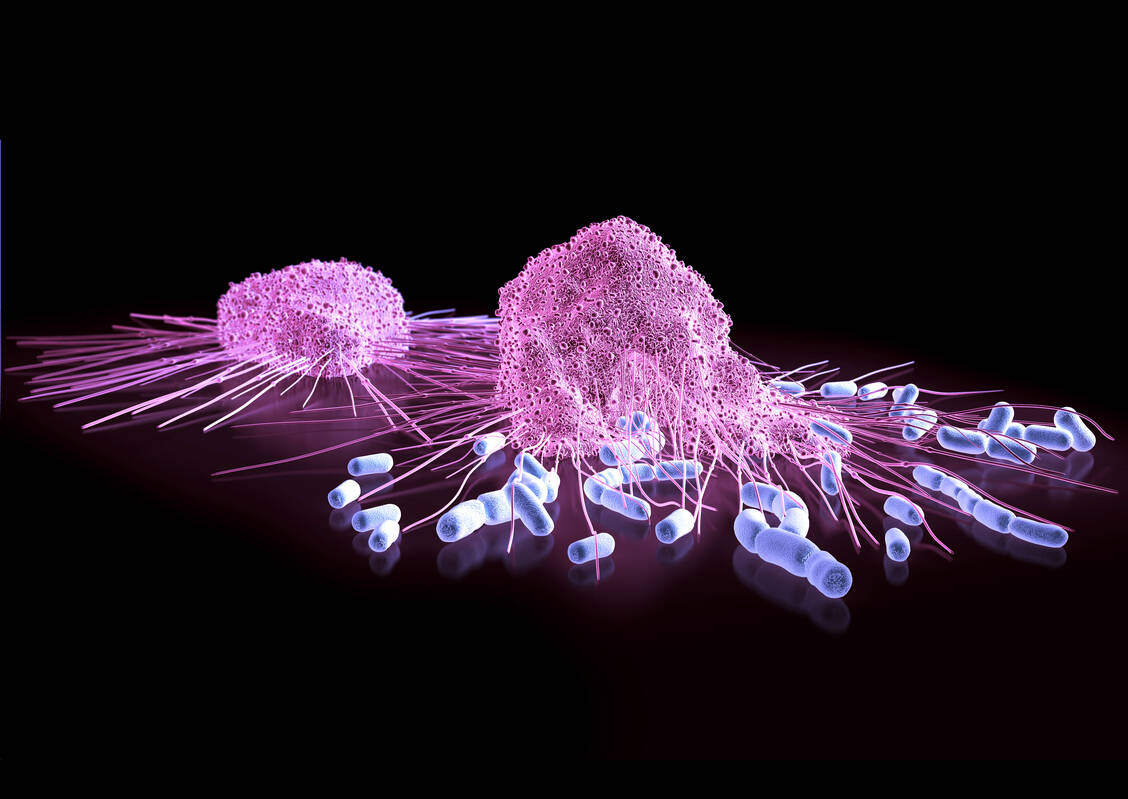 Makrophagen auf der Jagd nach Bakterien: Das funktioniert bei Mukoviszidose-Patienten wegen eines Gen-Defekts, von dem auch Immunzellen betroffen sind, oft nicht mehr so gut. Die pulmonale Transplantation von gesunden Makrophagen ist ein Therapieansatz, um Infektionen der Lunge bei der Erkrankung erfolgreich zu bekämpfen. / Foto: Adobe Stock/Sagittaria