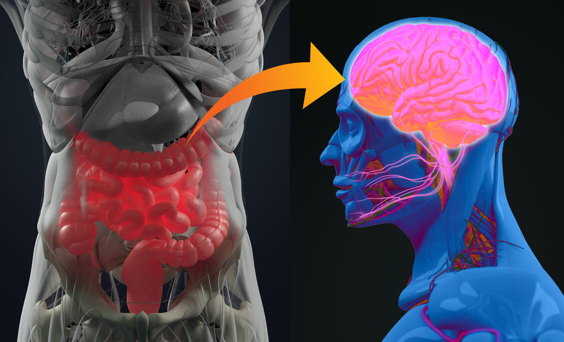 Schon länger wird ein Zusammenhang von Darmbesiedlung und entzündlichen Prozessen im Gehirn vermutet wie bei Depressionen und jetzt auch Parkinson. / Foto: Adobe Stock/Anatomy Insider