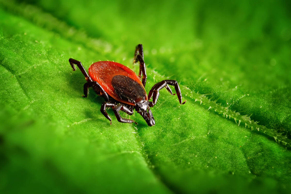 Sie lauern oft im kniehohen Gras – Zecken. / Foto: Adobe Stock/Smileus