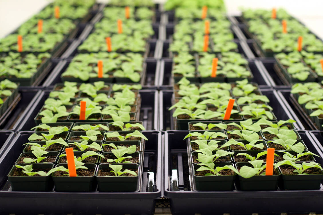 Tabakpflanzen werden bei der kanadischen Firma Medicago so genmanipuliert, dass sie bestimmte Impfantigene synthetisieren. / Foto: Adobe Stock/Oleg Fedorkin