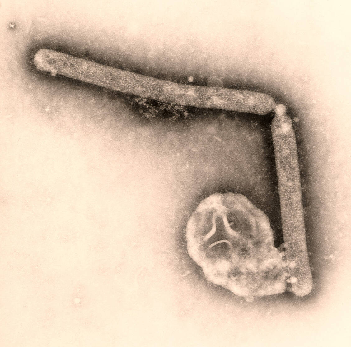 Zwei stabförmige H5N1-Virionen unter dem Elektronenmikroskop / Foto: CDC/Cynthia Goldsmith/Jackie Katz