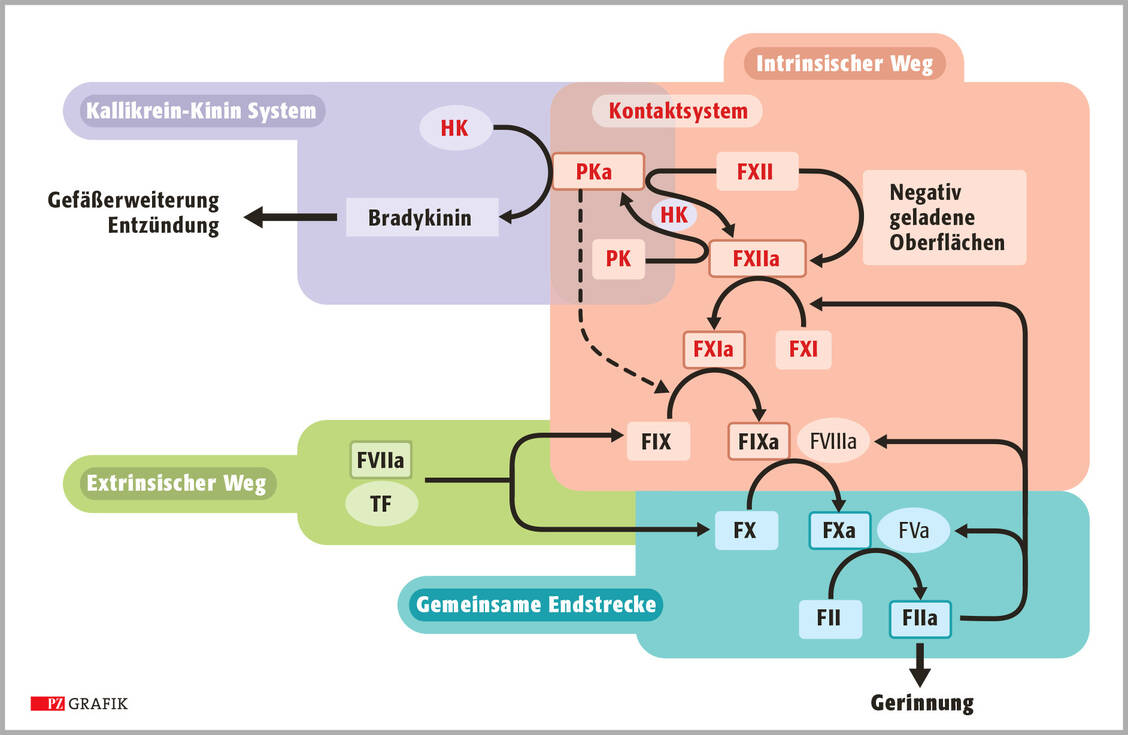 Blutgerinnungskaskade: Die plasmatische Blutgerinnung wird entweder extrinsisch durch Tissue Factor (TF) und Faktor VIIa (FVIIa) oder intrinsisch durch negativ geladene Oberflächen und die Faktoren des Kontaktsystems (rot) ausgelöst. Die ersten Thrombinspuren (FIIa) bewirken durch Aktivierung von FXI und der Cofaktoren FVIII und FV die sogenannte intrinsische Amplifikation. Die resultierenden großen Thrombinmengen spalten Fibrinogen und führen zur Gerinnselbildung. Während der extrinsische Weg essenziell für die Blutstillung ist, sind der intrinsische Weg und damit das Kontaktsystem primär für die pathologische Gerinnung, also die Thombusbildung, verantwortlich. / Foto: PZ/Stephan Spitzer