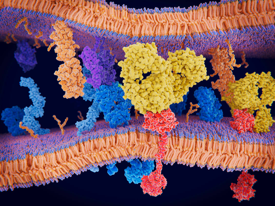 Die Interaktion von Antikörpern (gelb) mit ihrer Zielstruktur ist komplex. Handelt es sich um Antikörper zur Immunmodulation, scheint eine geringere Affinität stärker zu wirken als eine hohe. / Foto: Adobe-Stock/Juan Gärtner