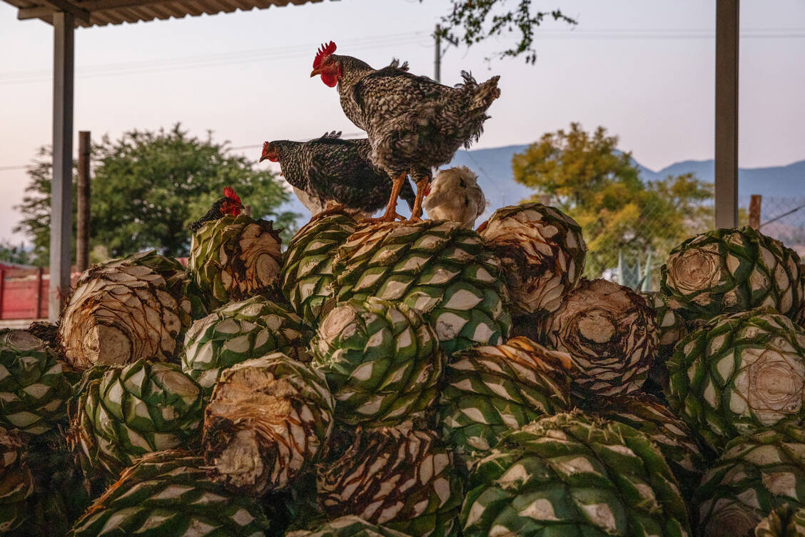 In Mexiko ist laut WHO ein Nachweis des H5N2-Virus in Geflügel gemeldet worden. Das Todesopfer hatte jedoch soweit bekannt keinen bekannten Kontakt mit infizierten Vögeln. / Foto: Getty Images/Bloomberg Creative Photos