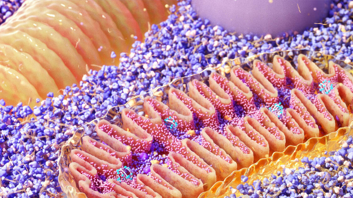 Das Mitochondrienlipid Cardiolipin spielt eine zentrale Rolle für die Funktion der zellulären Kraftwerke. / © Getty Images/Nanoclustering/Science Photo Library