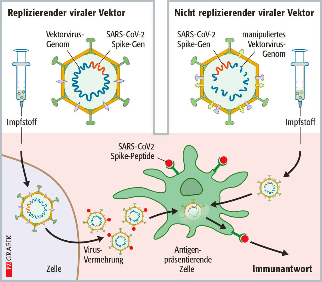 Das Prinzip der Vektorimpfstoffe: Replizierende virale Vektoren sind harmlose Viren wie etwa  das Impfmasernvirus, in deren Genom ein Gen von SARS-CoV-2 integriert wurde. In der Regel ist dies das Gen für das Spike-Protein. Im Körper des Geimpften infizieren die Vektorviren Zellen und vermehren sich, wobei sie auch das Spike-Protein von SARS-CoV-2 bilden. In den Antigen-präsentierenden Zellen wird das Protein zerstückelt und Fragmente davon als Antigen den anderen Immunzellen präsentiert, was eine Immunantwort bewirkt. Nicht replizierende Vektoren enthalten ebenfalls ein Coronavirus-Gen, sie können sich aber nicht mehr vermehren. In Körperzellen führen sie zur Bildung des Coronavirus-Proteins, was ebenfalls zu einer Immunantwort führt.  / Foto: Stephan Spitzer