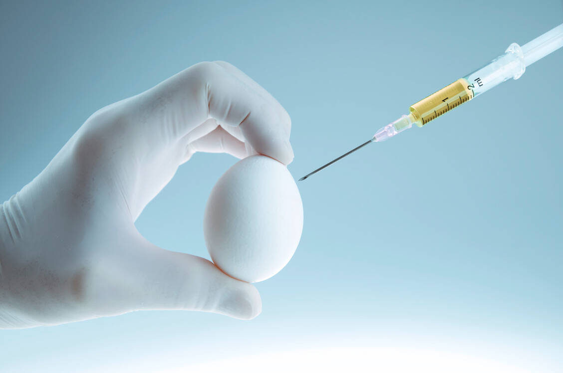 Eine internationale Kooperation hat einen Impfstoff entwickelt, der sich in Hühnereiern produzieren lässt. Statt SARS-CoV-2- werden aber modifizierte Newcastle Disease Viren angezüchtet, die das Spike-Protein von SARS-CoV-2 in optimierter Form tragen.  / Foto: Adobe Stock/ijzendoorn