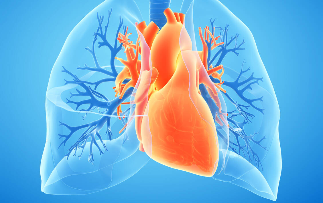 Beim Lungenhochdruck ist der Blutdruck in den Gefäßen der Lunge dauerhaft zu hoch. Betrifft dies speziell die Arterien, die vom Herzen zur Lunge führen, spricht man von einer pulmonal arteriellen Hypertonie (PAH). / Foto: Adobe Stock/Sebastian Kaulitzki