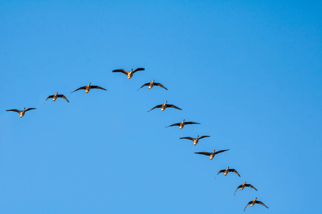 Vorbild Tierwelt:  Wildgänse teilen sich die Verantwortung bei der Führung und  wechseln sich regelmäßig an der Spitze ab. / Foto: Adobe Stock/Dawool