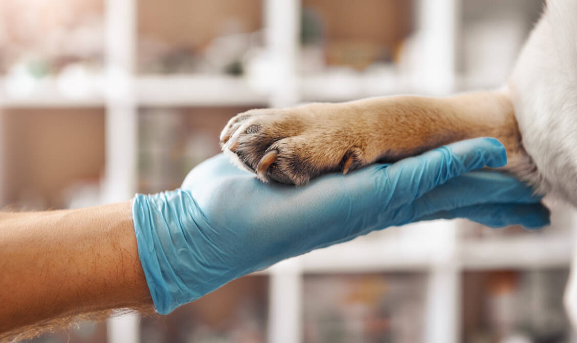 Geplagt: Zwischen Versuchstieren und ihren Pflegern entsteht oft eine enge Bindung. Sterben die Tiere, leiden die Mitarbeiter im Stillen. / © Adobe Stock/Friends Stock