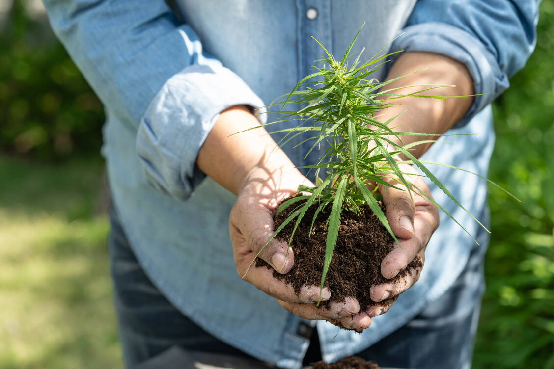 Das Cannabis-Gesetz erlaubt auch den Eigenanbau von Hanf.  / © IMAGO/Panthermedia