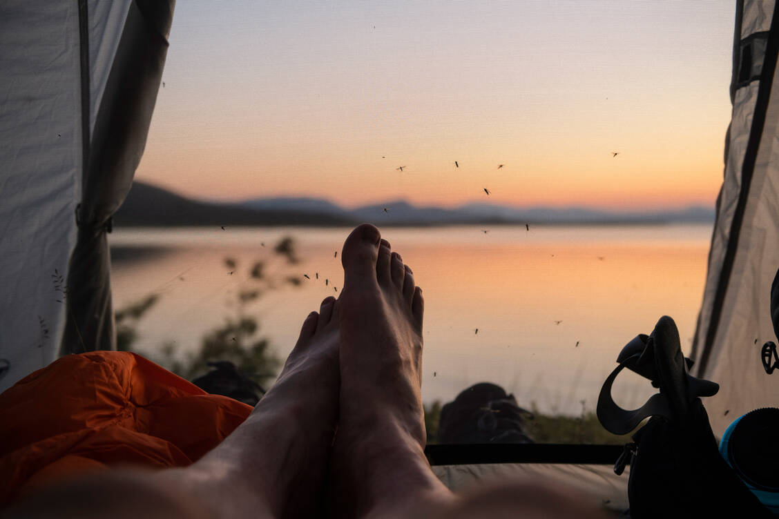 Idylle pur – bis auf die summenden Nachbarn. / Foto: Getty Images/Cody Duncan