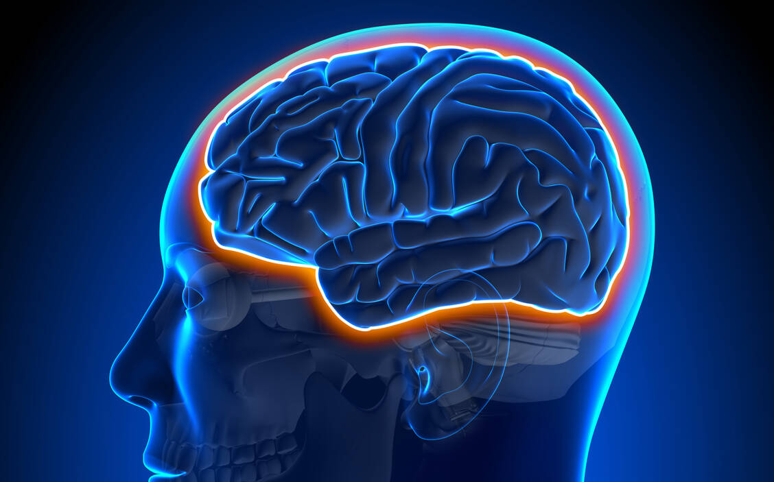 Die Blut-Hirn-Schranke ist für therapeutische Antikörper kaum zu überwinden. Forschende konnten nun mit einem ausgeklügelten Transportvehikel die Penetration deutlich verbessern. / © Adobe Stock/decade3d