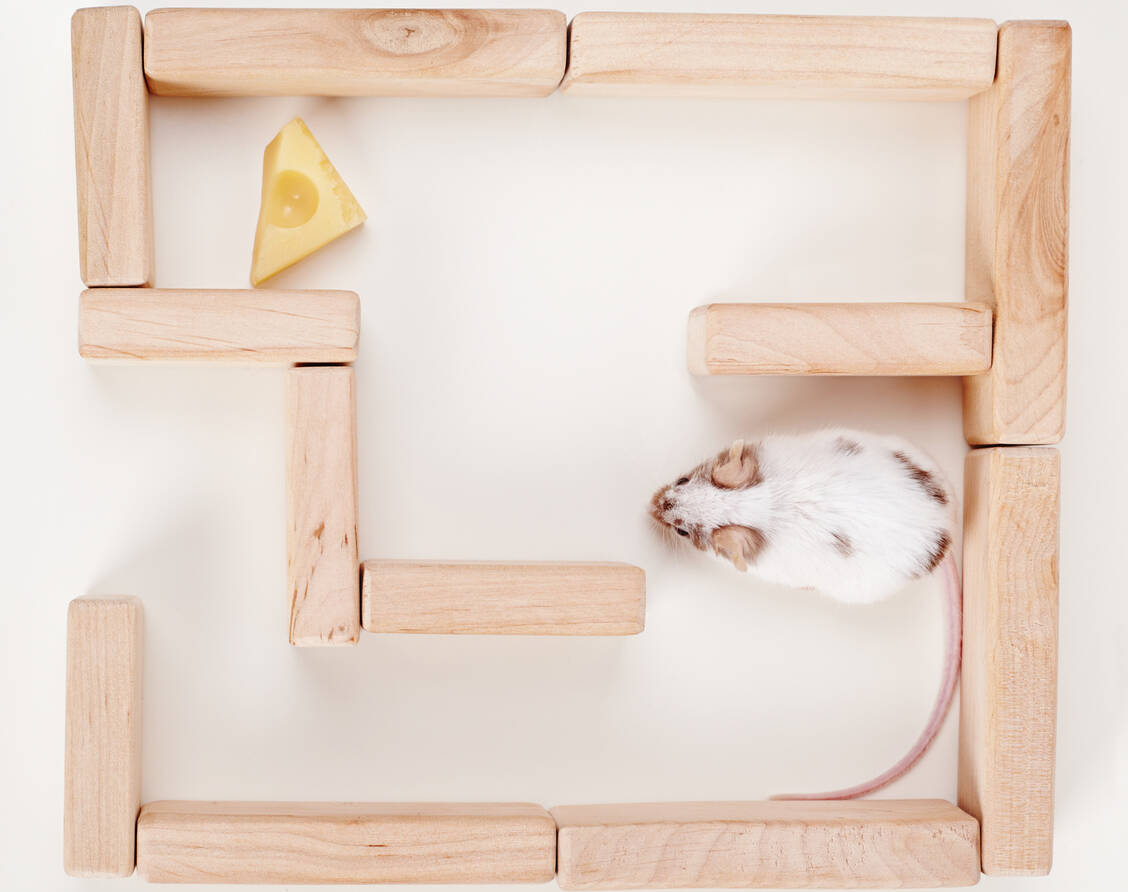 Alzheimer im Tiermodell zu simulieren, ist schwierig. Überprüfen lässt sich aber beispielsweise die räumliche Orientierung von Versuchsmäusen. / Foto: Adobe Stock/Aliaksei Lasevich