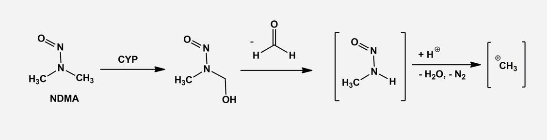Abbildung 3: NDMA wird durch Cytochrom-P450 hydroxyliert. Aus dem gebildeten Halbaminal werden nacheinander Formaldehyd, Wasser und Stickstoff abgespalten und ein Methylkation freigesetzt, das in einer nukleophilen Substitution mit Guaninen der DNA reagieren kann. / Foto: Schmitz/Holzgrabe
