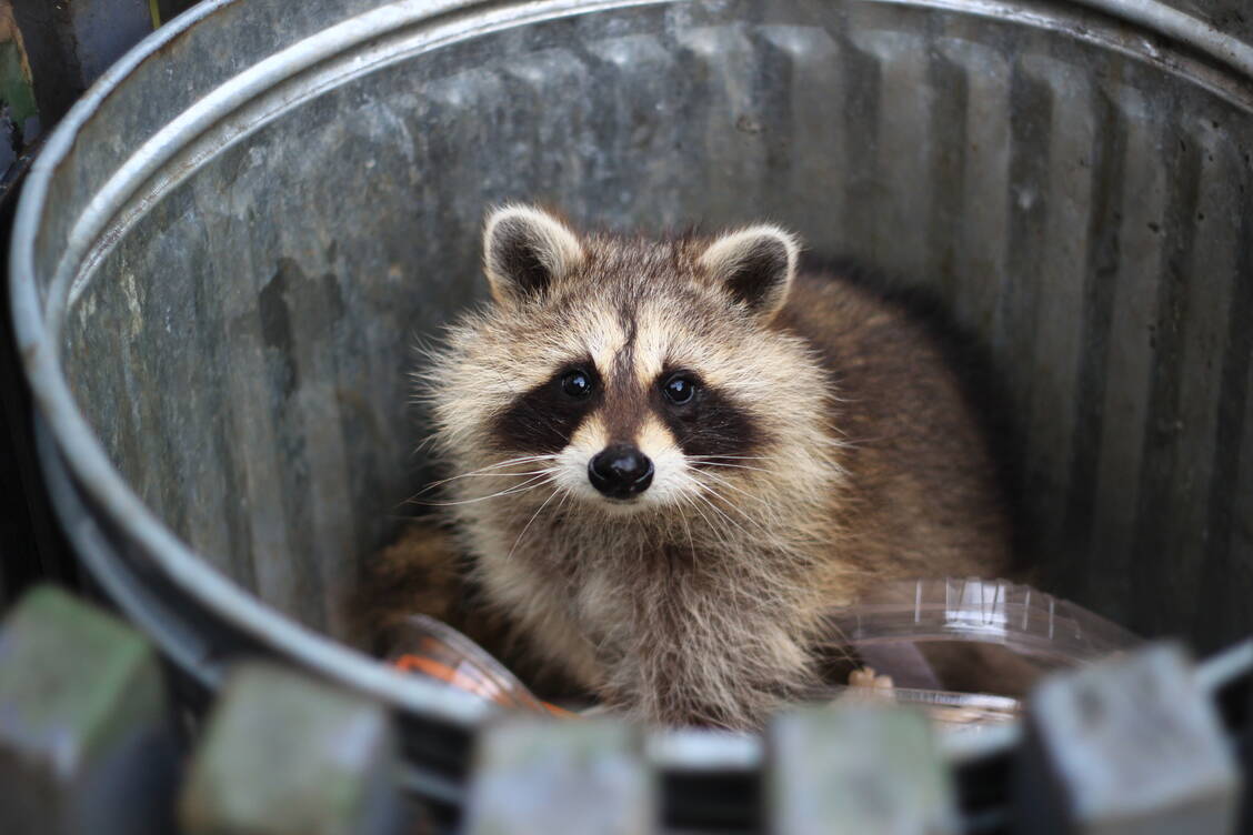 Bei Waschbären und anderen Wildtieren kommt es in den USA immer wieder zu Tollwutfällen. / Foto: Getty Images/Dahrs