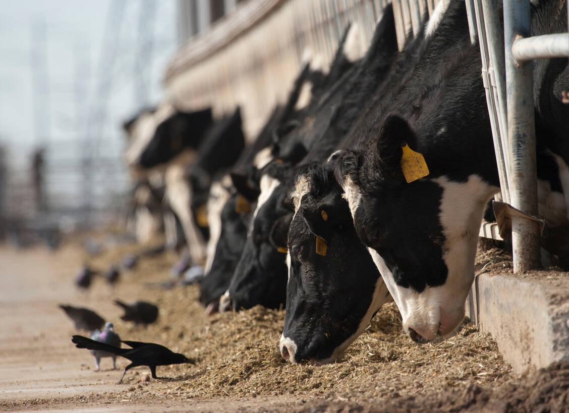 In den USA hat ein Stamm des Vogelgrippevirus H5N1 den Sprung auf Milchkühe geschafft. Das Erkrankungsrisiko auch für Menschen steigt dadurch. / Foto: Getty Images/John M. Scott