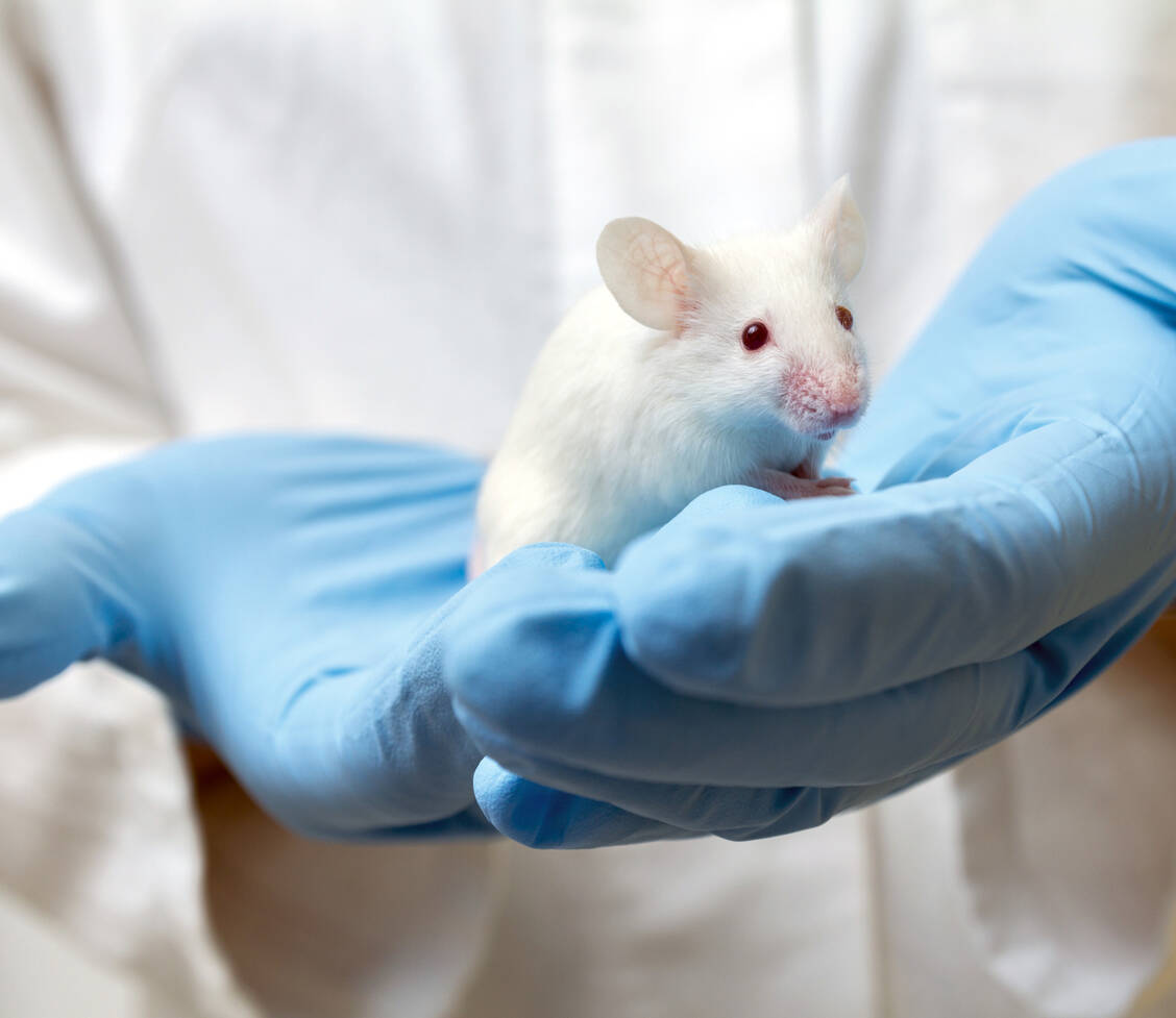 Bei Mäusen konnte der Austausch von Blut nach einem Schlaganfall neurologische Schäden deutlich reduzieren. / Foto: Shutterstock/Mirko Sobotta