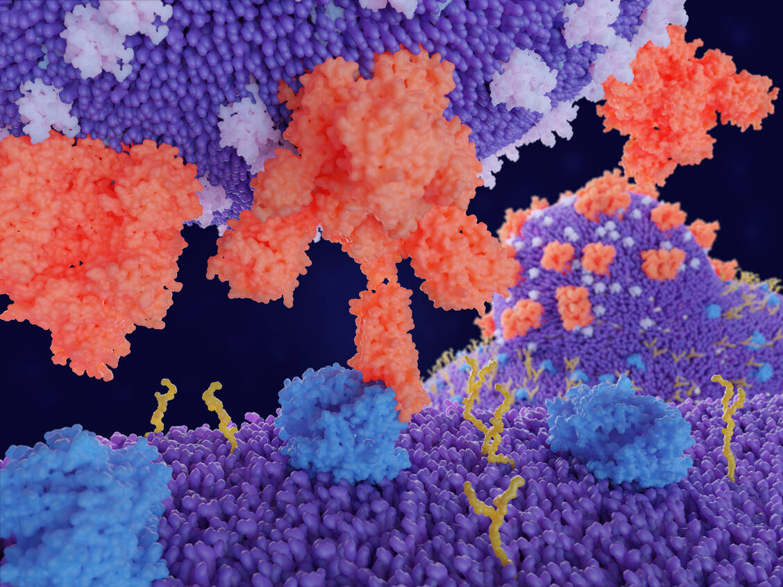 Die Corona-Impfstoffe sollen die Bildung von Antikörpern gegen das Spike-Protein (rot) des Coronavirus induzieren. Damit soll eine Bindung und Fusion des Virus mit der Wirtszelle verhindert werden. / Foto: Getty Images/selvanegra