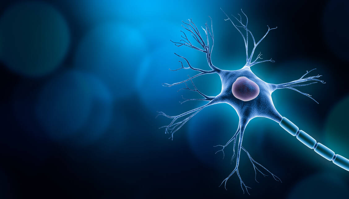 Neues Neuronen-Design: Axone besitzen laut einer Studie eine Perlenstruktur. Die Beobachtung sorgt für Wirbel in der Fachwelt. / © Adobe Stock/Matthieu