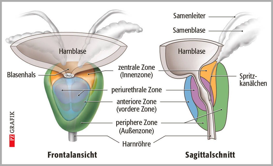 Steckbrief Tamsulosin | PZ – Pharmazeutische Zeitung