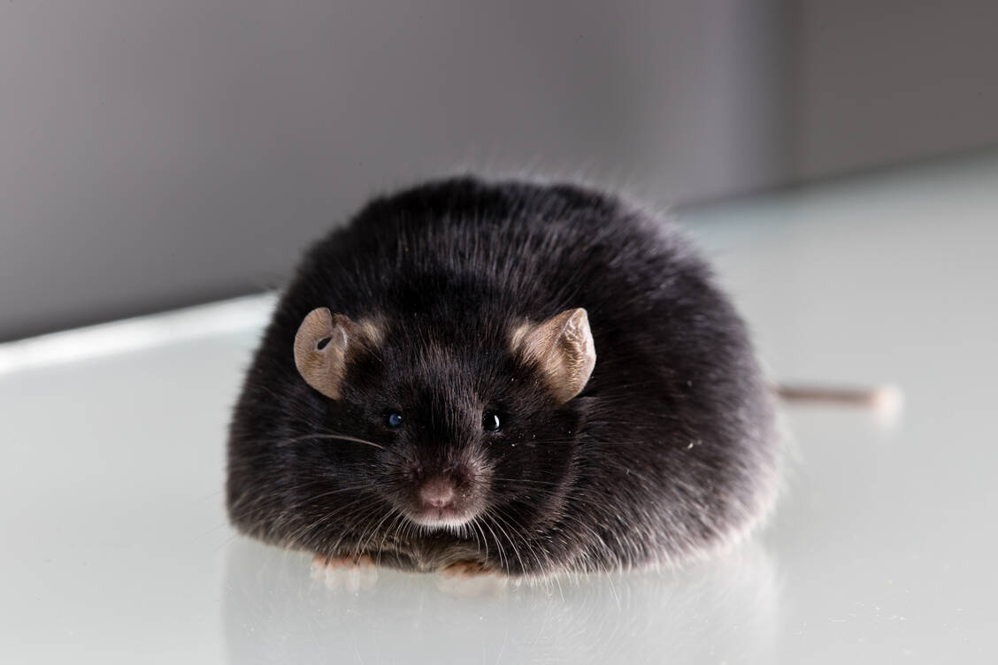Die Forschenden implantierten das ECHO-System adipösen Mäusen mit Typ-2-Diabetes. / © Getty Images/Georgejason