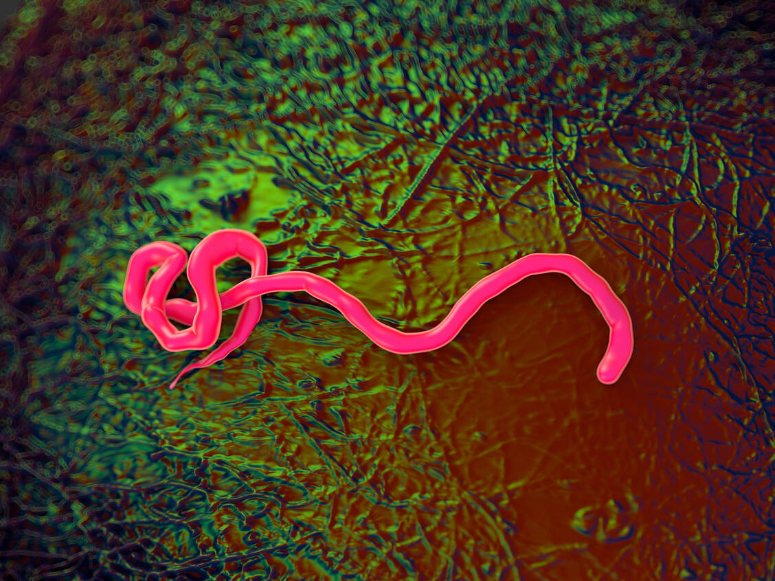 Als Orthoebolaviren (ehemals Ebolavirus) wird eine Gattung hochgradig gefährlicher RNA-Viren aus der Familie der Filoviridae bezeichnet. Es gibt sechs bekannte Spezies. / © Getty Images/ Science Photo Library/ Royaltystockphoto