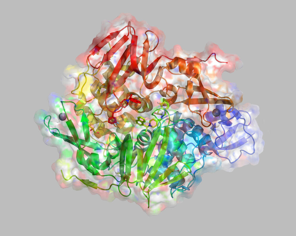 Das Enzym Papain-like Protease braucht SARS-CoV-2 für die Replikation. Es ist aber noch aus einem anderen Grund ein gutes Target für Covid-19-Wirkstoffe. / Foto: Adobe Stock/MedBioChem
