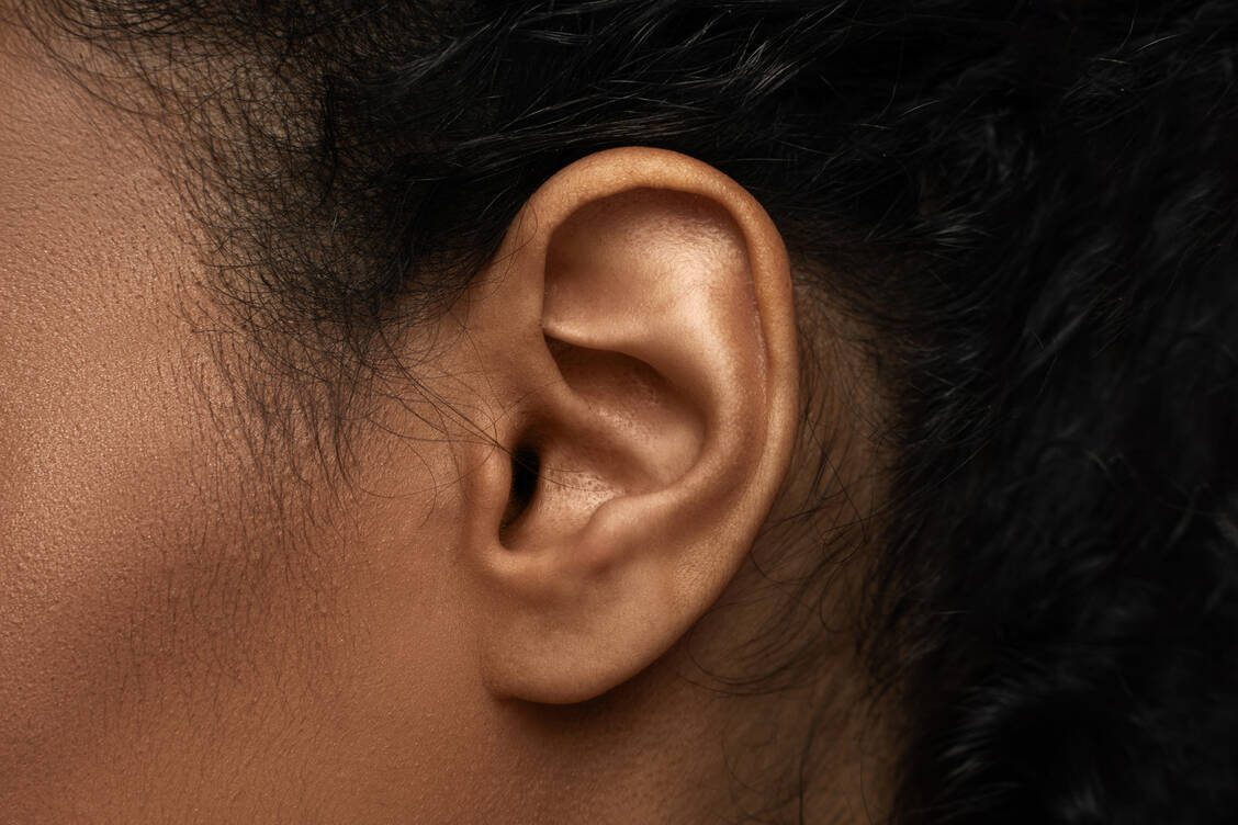 Das elastische Außenohr kommt nur bei Säugetieren vor. Für seine Bildung in der Embryonalentwicklung sind  ähnliche genetische Steuerungsprogramme zuständig, die auch für die Kiemenbildung zuständig sind. / © Getty Images/Blackday
