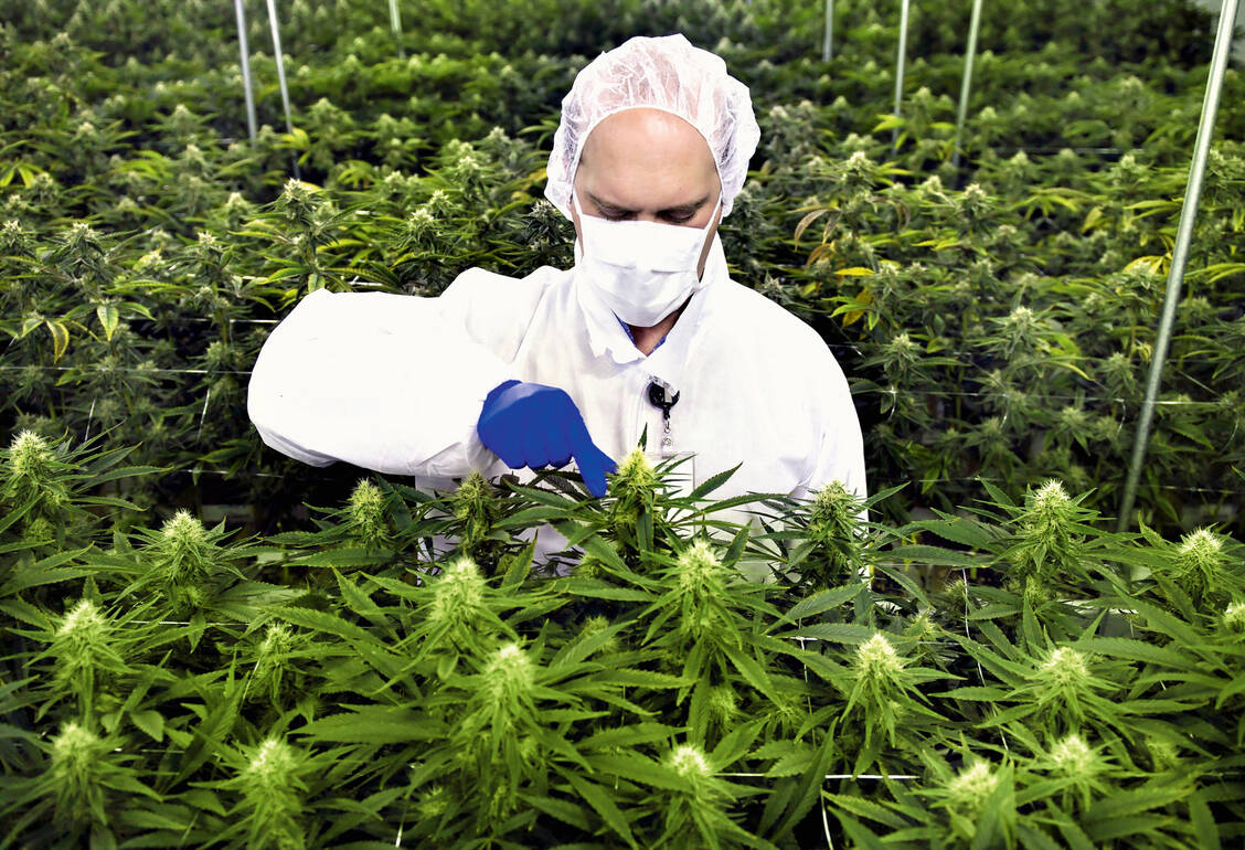 Unter Aufsicht der Cannabisagentur hat Deutschland derzeit drei Unternehmen mit dem Anbau von insgesamt 2,6 Tonnen Medizinalhanf pro Jahr beauftragt. / Foto: dpa