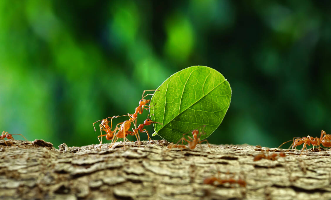 Supereffizienz in der Natur: Je größer die Gruppe, desto mehr Kraft pro Kopf bringen Weberameisen auf. / © Adobe Stock/surasak