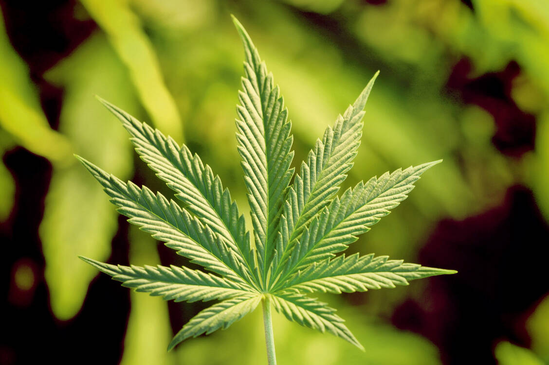 Die Nachfrage nach medizinischem Cannabis steigt immer weiter. Jetzt stockt auch noch die Produktion in Deutschland. / Foto: Fotolia/yellowj