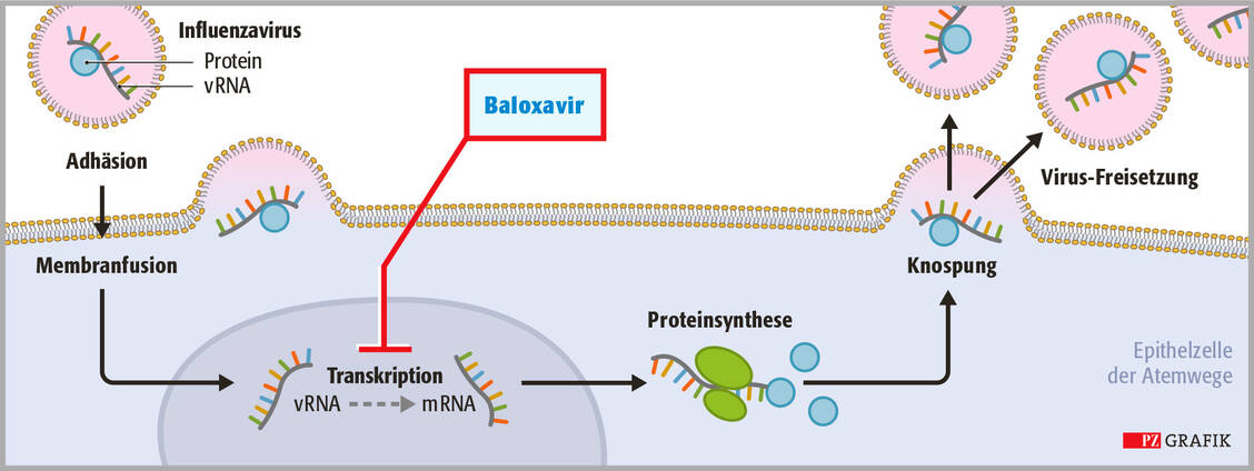 Baloxavir, der aktive Metabolit von Baloavir marboxil, hemmt die Cap-abhängige Endonuklease, ein Influenzavirus-spezifisches Enzym, das an der Transkription von Virus-RNA (vRNA) in Messenger-RNA (mRNA) beteiligt ist. / Foto: PZ/Stephan Spitzer