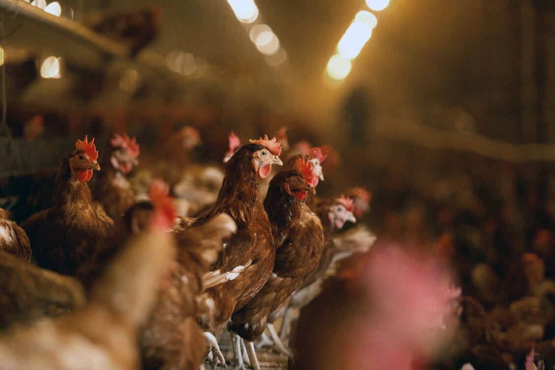 In Geflügelbetrieben in Brandenburg und Bayern wurde das Newcastle-Disease-Virus nachgewiesen – die ersten Ausbrüche der in Deutschland seit 30 Jahren.  / © Getty Images/Bloomberg Creative