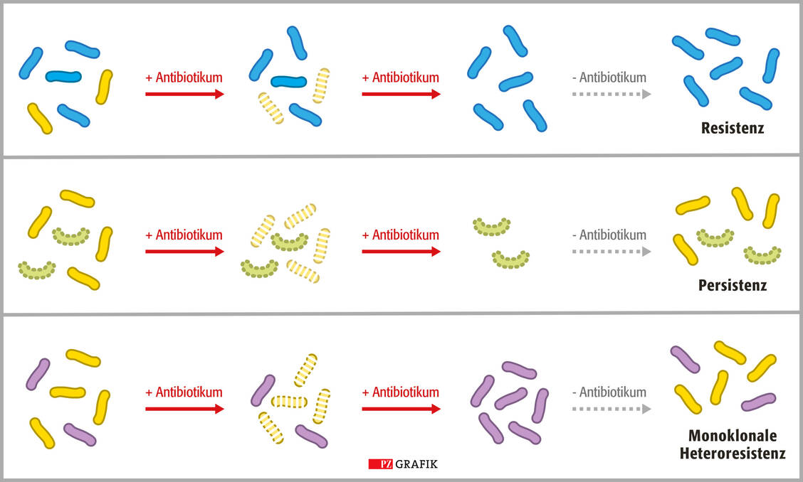 Grafik 1: Unterschiede zwischen Resistenz, Persistenz und Heteroresistenz bei Exposition mit Antibiotika und anschließendem Weglassen des Antibiotikums. / Foto: PZ/Stephan Spitzer