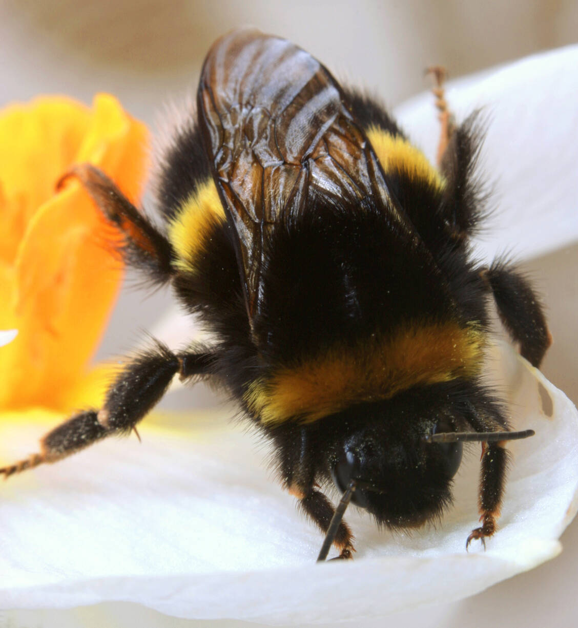 Das Gift von Hummel, Biene oder Wespe kann für Insektengiftallergiker lebensgefährlich sein. / Foto: Adobe Stock/marilyn barbone