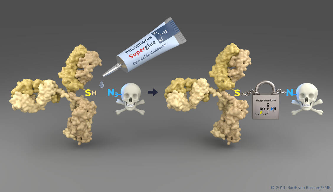 Mithilfe einer neuen Technologie kann die Aminosäure Cystein (SH) von Tumor-erkennenden Antikörpern (gelb) einfach mit toxischen Wirkstoffmolekülen verbunden werden. Die entstehende Bindung ist während der Zirkulation im Blut stabil und ermöglicht so einen sicheren Transport zum Tumor. / Foto: Barth van Rossum (FMP)