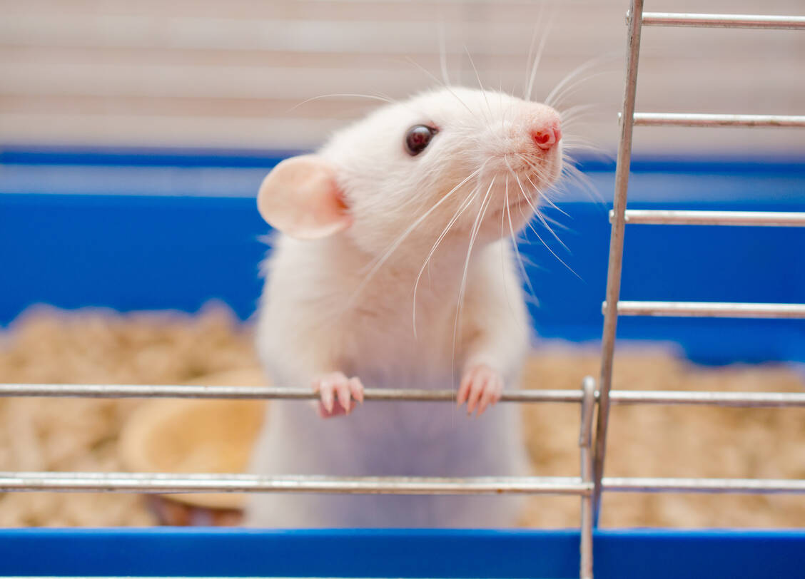 Bislang erst bei Mäusen wurde das Fusionsprotein IC7Fc gegen Typ-2-Diabetes getestet. / Foto: Adobe Stock/Kirill Kurashov