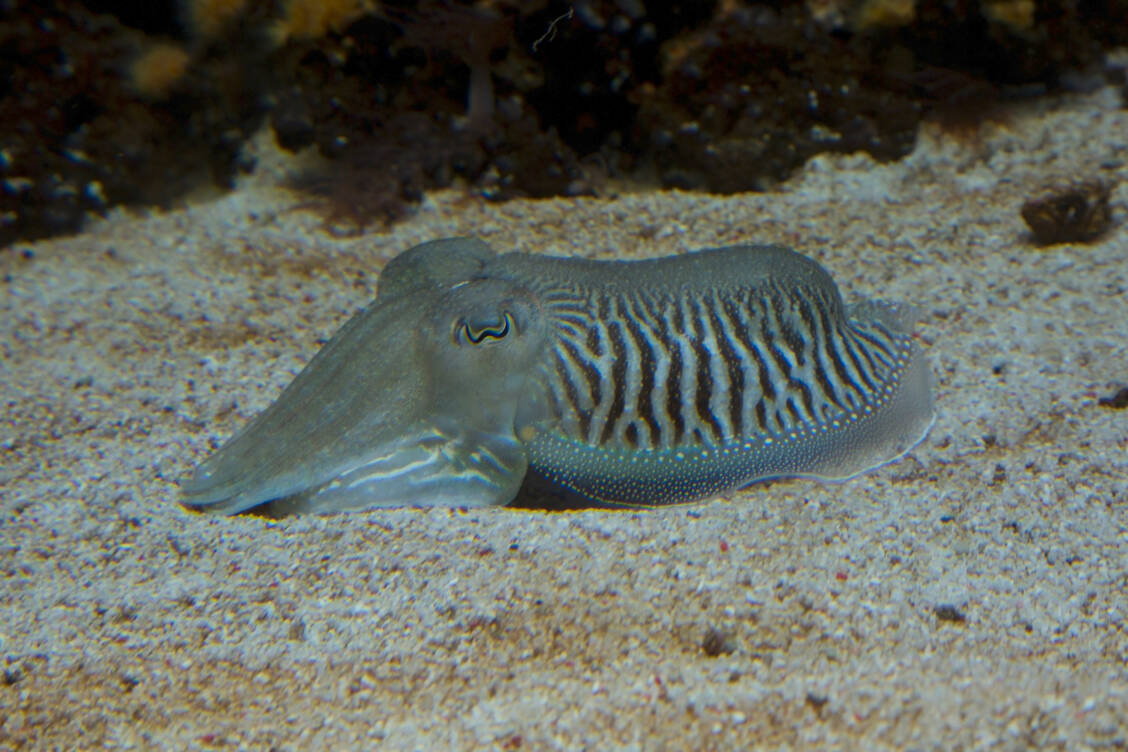 Arzneimittelrückstände im Wasser können Fische und andere Wasserlebewesen beeinflussen. So verändern Tintenfische ihr Versteckverhalten im Sand. / Foto: Adobe Stock/Elena