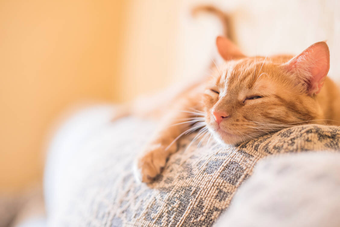 Auch Katzen können sich mit SARS-CoV-2 anstecken, entwickeln aber eher milde Symptome, darunter Kraft- und Appetitlosigkeit, Durchfall und Erkältungssymptome. / Foto: Getty Images/Manuel Breva Colmeiro