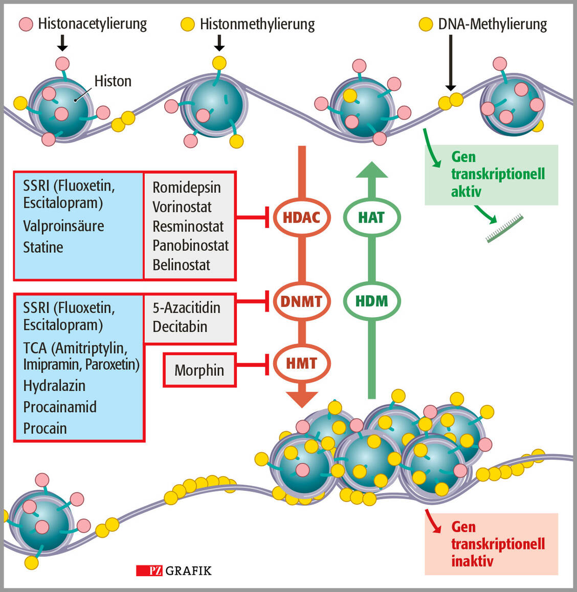 Grafik: Epigenetische Targets von Arzneistoffen, die bereits als Epidrugs eingesetzt werden (grau unterlegte Kästen) oder deren epigenetische Effekte bekannt sind (blau unterlegt); mod. nach (14). DNMT: DNA-Methyltransferase, HAT: Histonacetyltransferase, HDM: Histondemethylase, HDAC: Histondeacetylase, HMT: Histonmethyltransferase / Foto: PZ/Stephan Spitzer