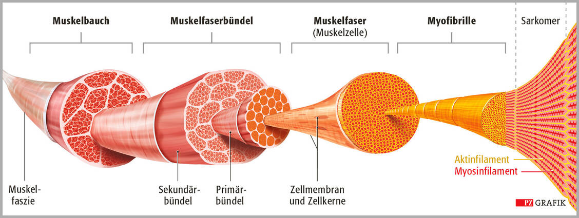 Ein Skelettmuskel setzt sich aus Faserbündeln zusammen, die wiederum etliche Muskelfasern umfassen. Diese Stränge enthalten die nur tausendstelmillimeterdicken Myofibrillen. Diese wiederum bestehen aus einer Vielzahl an Sarkomeren. In diesen kleinsten kontraktilen Einheiten des Muskels befinden sich zahllos aneinandergereihte Pakete von winzigen Molekülfäden, die Myosin- und die Aktinfilamente. Sie sind die eigentlichen Krafterzeuger: Auf ein Nervensignal hin schieben sich die Filamente aufgrund komplexer biochemischer Prozesse, bei denen Calcium eine Schlüsselrolle einnimmt, teleskopartig ineinander und verkürzen die Fibrille. Geschieht dies gleichzeitig in abertausenden Einheiten, verkürzt sich auch der ganze Muskel.  / Foto: PZ/Stephan Spitzer