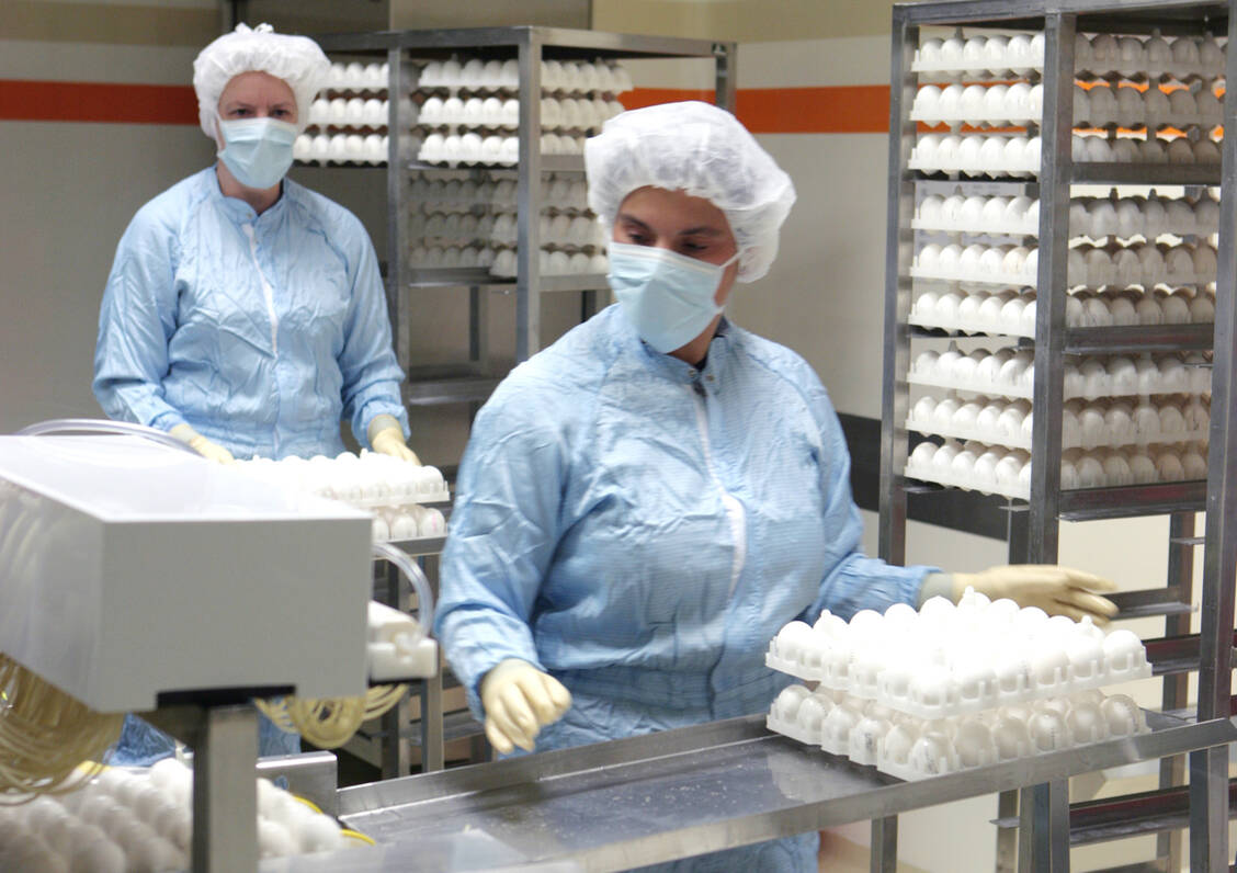Die meisten Grippevakzinen werden in Hühnereiern produziert. / Foto: GSK