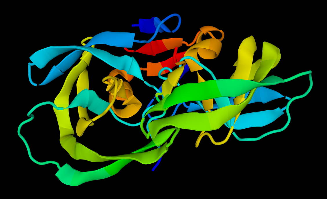 Die HIV-Protease – hier im 3-D-Modell – konnte 1989 erstmals strukturell durch Röntgen­kristallografie charakterisiert werden. Foto: Shutterstock/OMMB