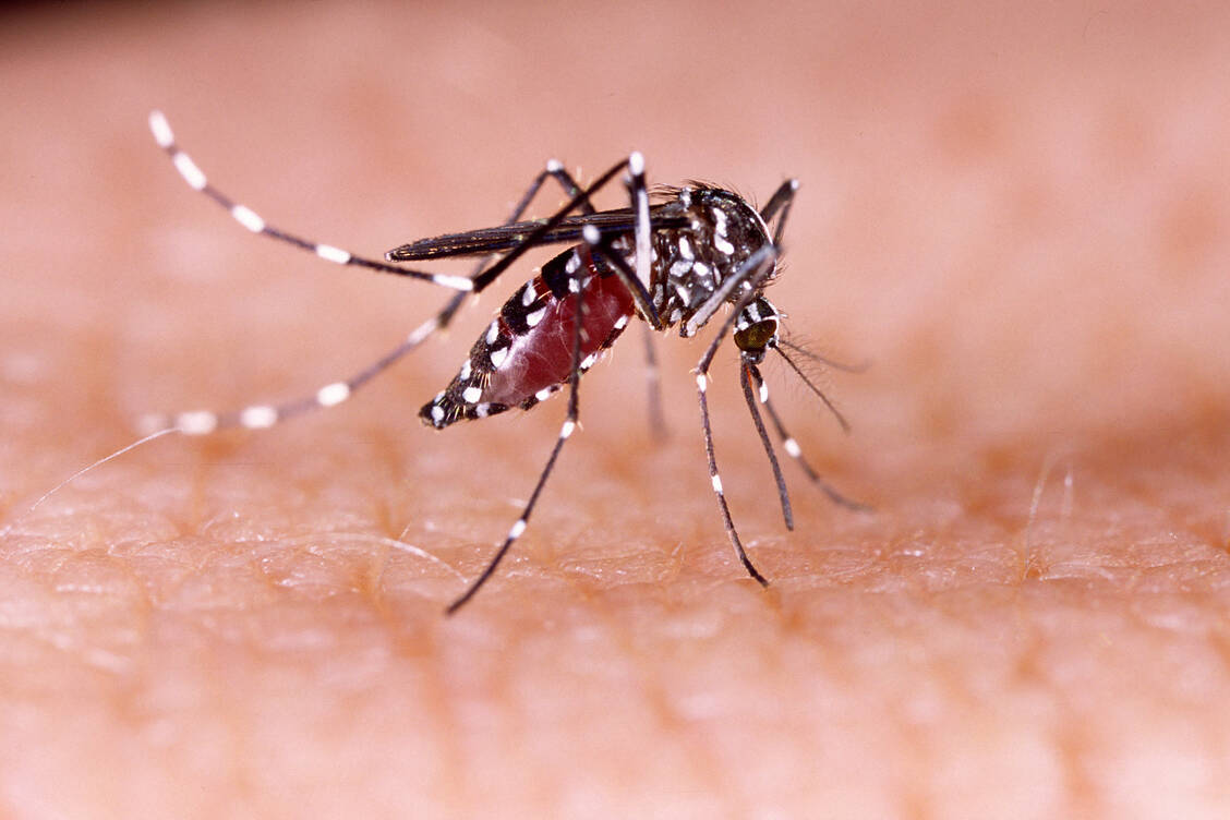 Die Mückenart Aedes aegypti kann der Überträger von mehreren Viren sein, darunter Dengueviren. / Foto: Adobe Stock/Tacio Philip