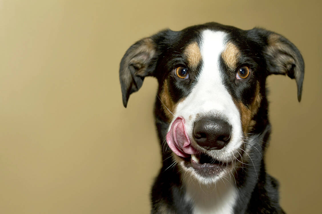 BARF steht für Biologically Appropriate Raw Food, eine Ernährungsweise von Haustieren, die derzeit in Mode ist. Das rohe Fleisch scheint aber wegen der hohen Keimbelastung meist nicht »appropriate« zu sein. / Foto: Shutterstock/Amy Rene