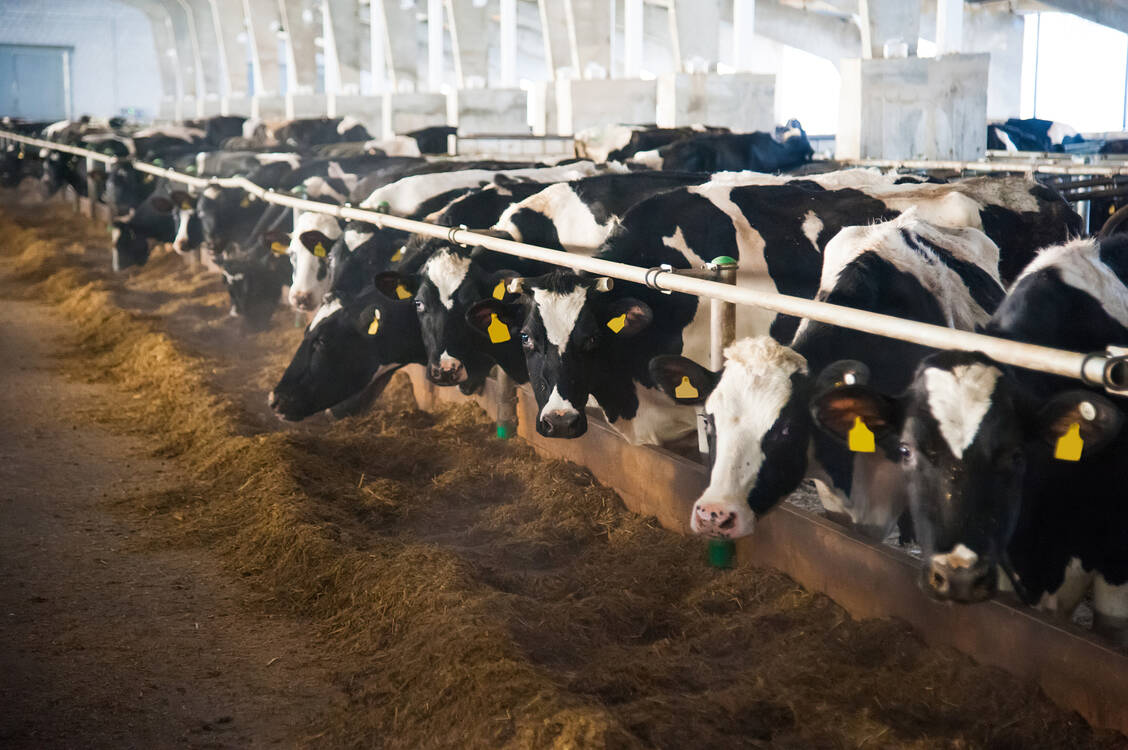 In den USA wurden Vogelgrippe-Ausbrüche in fast 1000 Rinderherden in 17 Bundesstaaten nachgewiesen (Symbolbild). / © Getty Images/Grigorenko